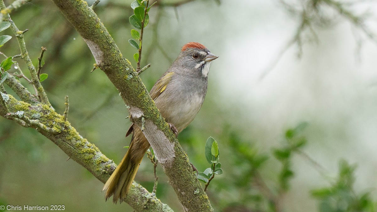 Green-tailed Towhee - ML612046791