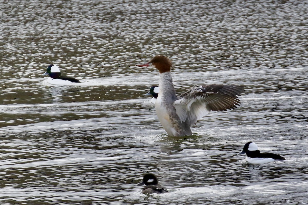 Common Merganser - Nancy Villone