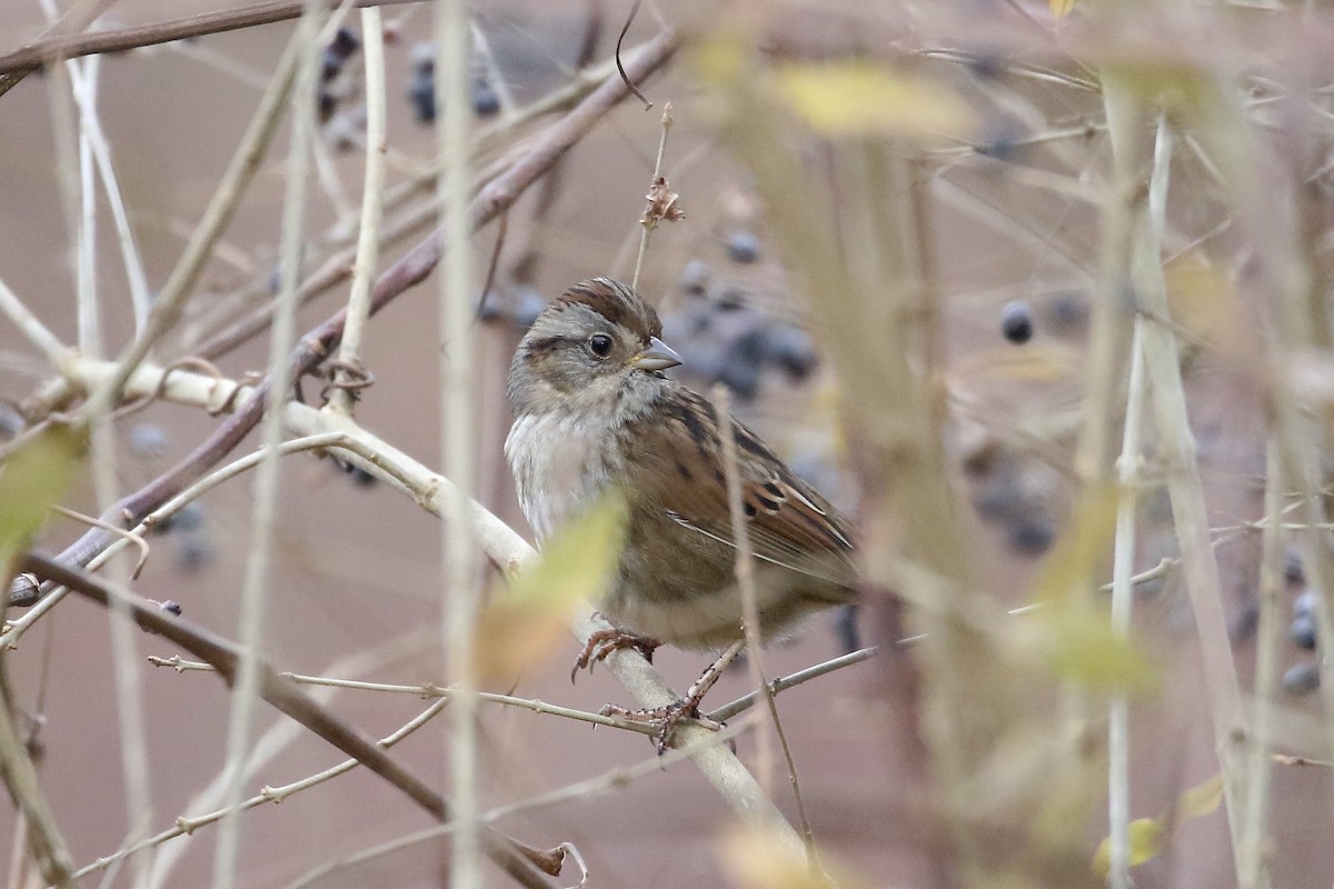 Swamp Sparrow - Nancy Villone