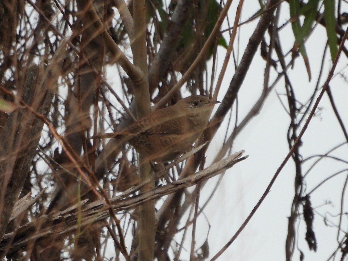 House Wren - ML612046887