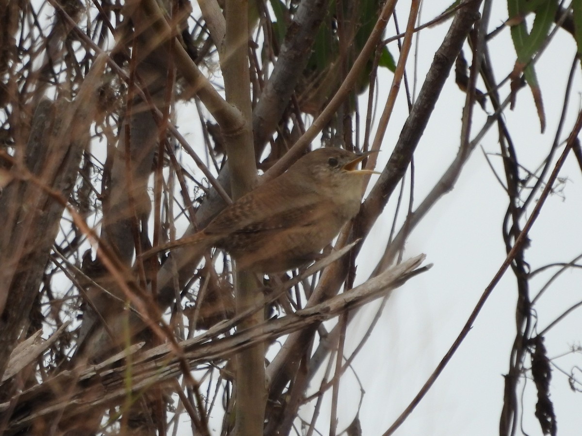 House Wren - ML612046888