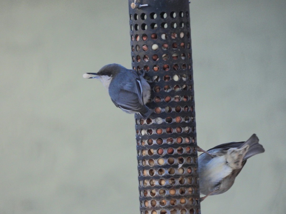 Pygmy Nuthatch - ML612046953