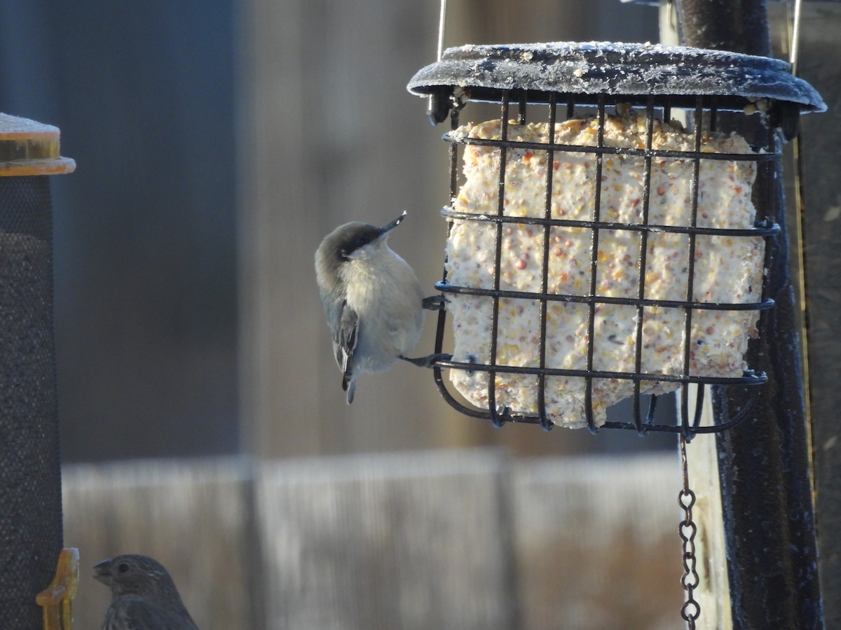 Pygmy Nuthatch - ML612046954