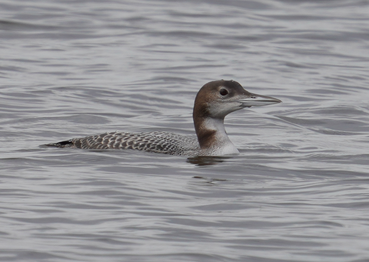 Common Loon - ML612047005