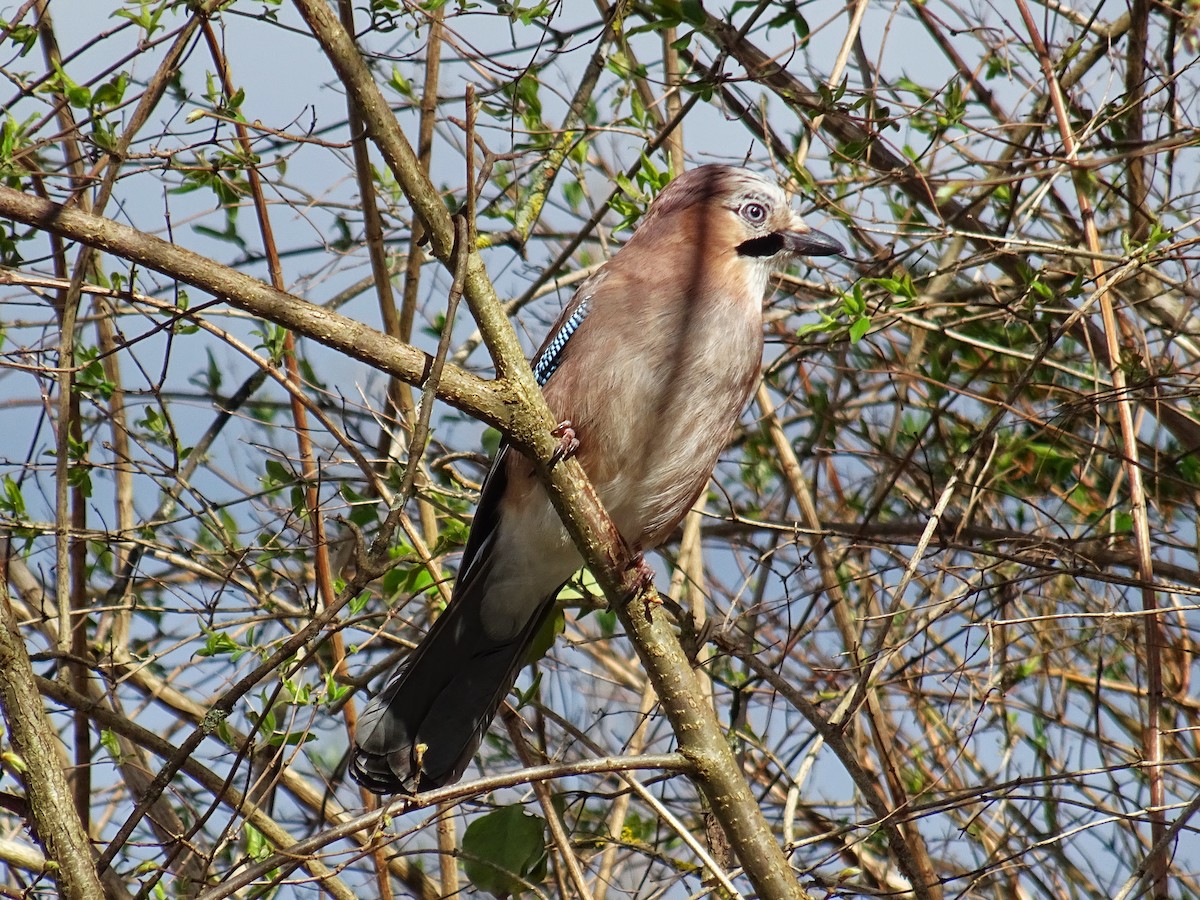 Eurasian Jay - ML612047006