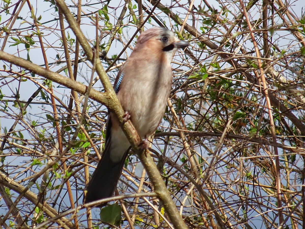 Eurasian Jay - ML612047015