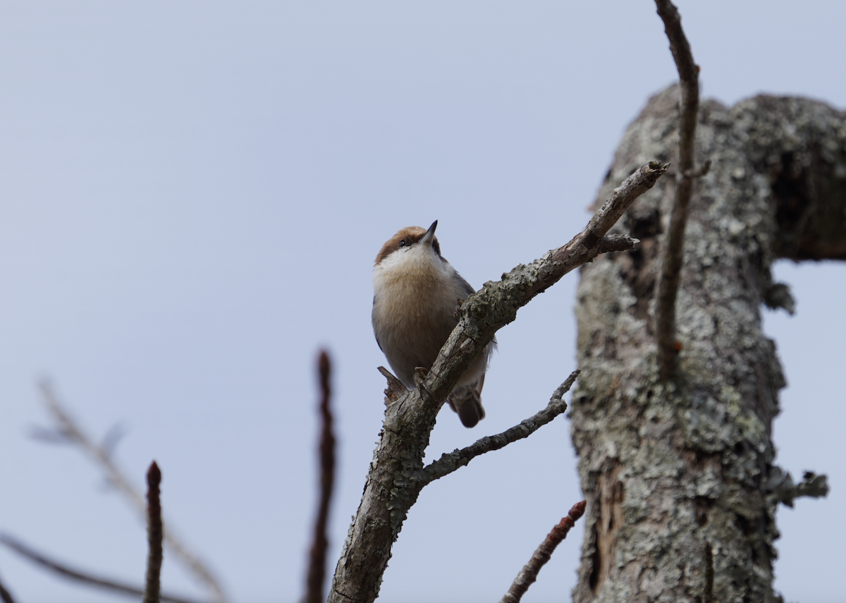 Brown-headed Nuthatch - ML612047037