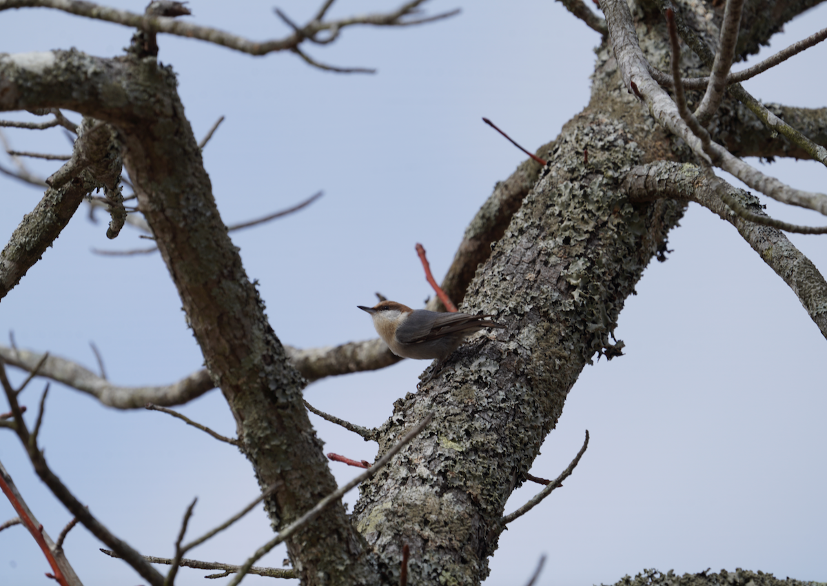 Brown-headed Nuthatch - ML612047044