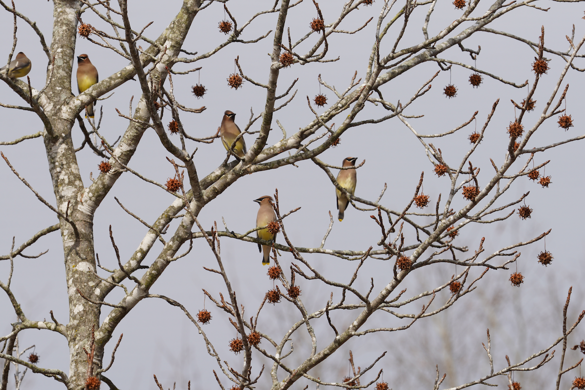 Cedar Waxwing - ML612047064