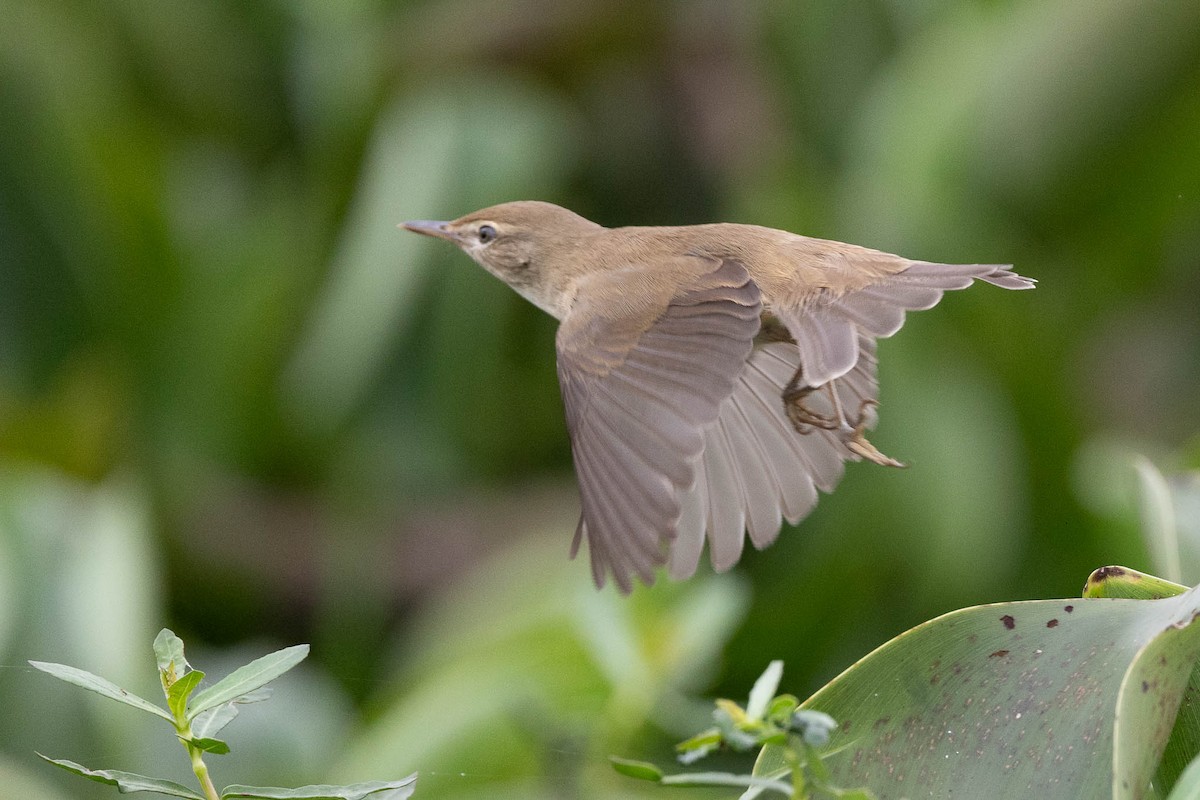 Бутны охил бялзуухай - ML612047124