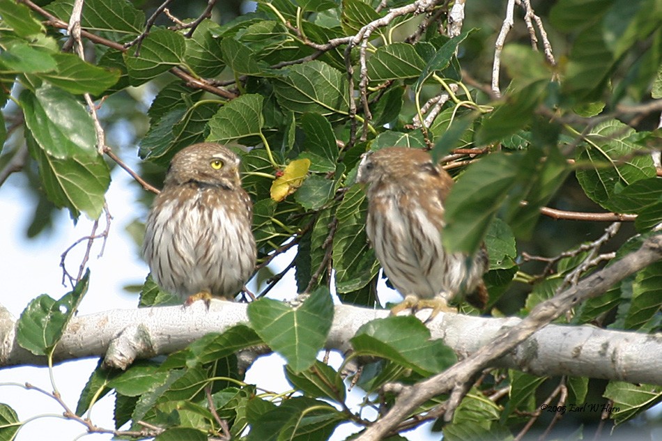 Ferruginous Pygmy-Owl - ML612047126