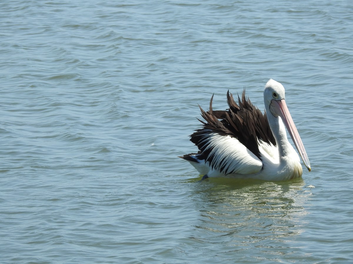 pelikán australský - ML612047224
