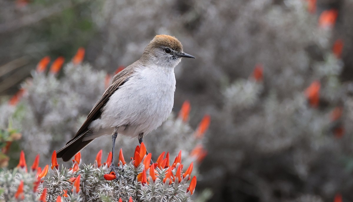 White-browed Ground-Tyrant - Pavel Parkhaev