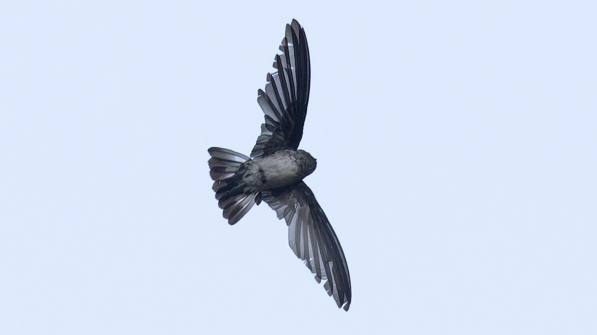 Christmas Island Swiftlet - ML612047236