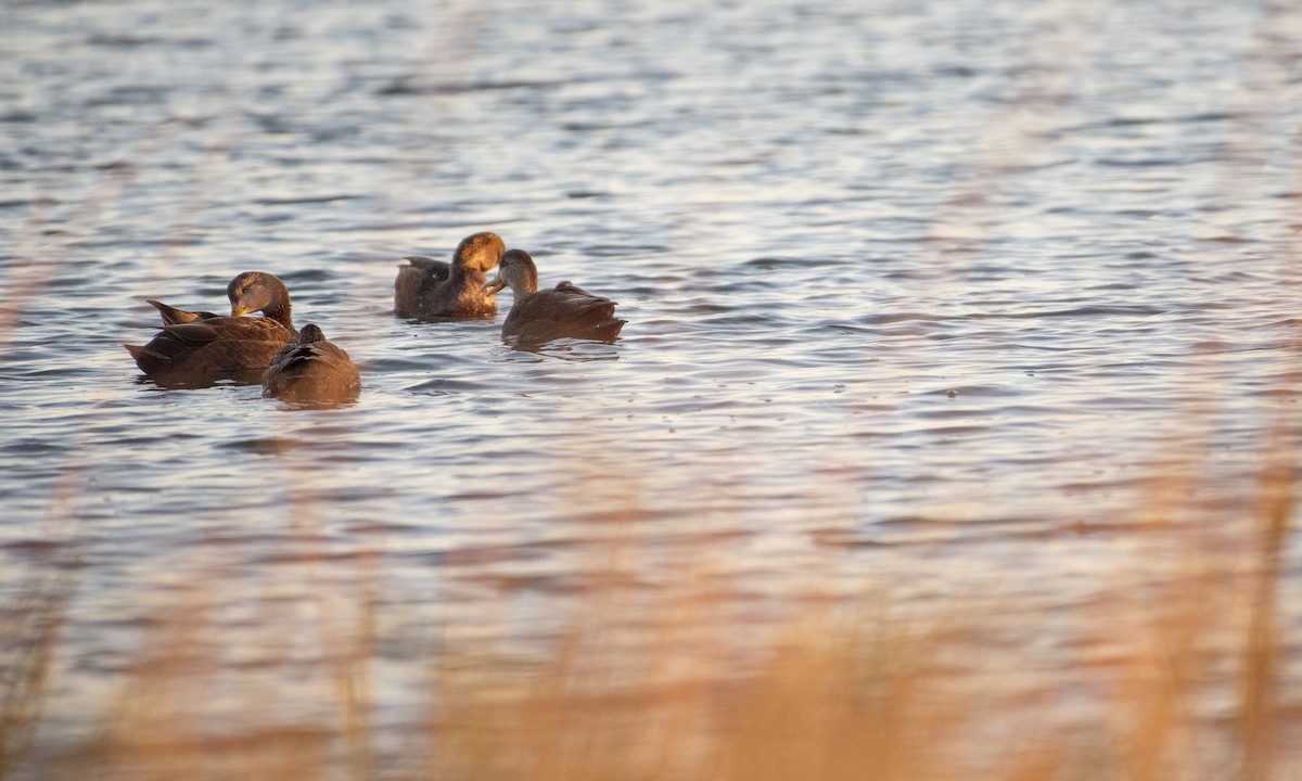 Canard noir - ML612047246