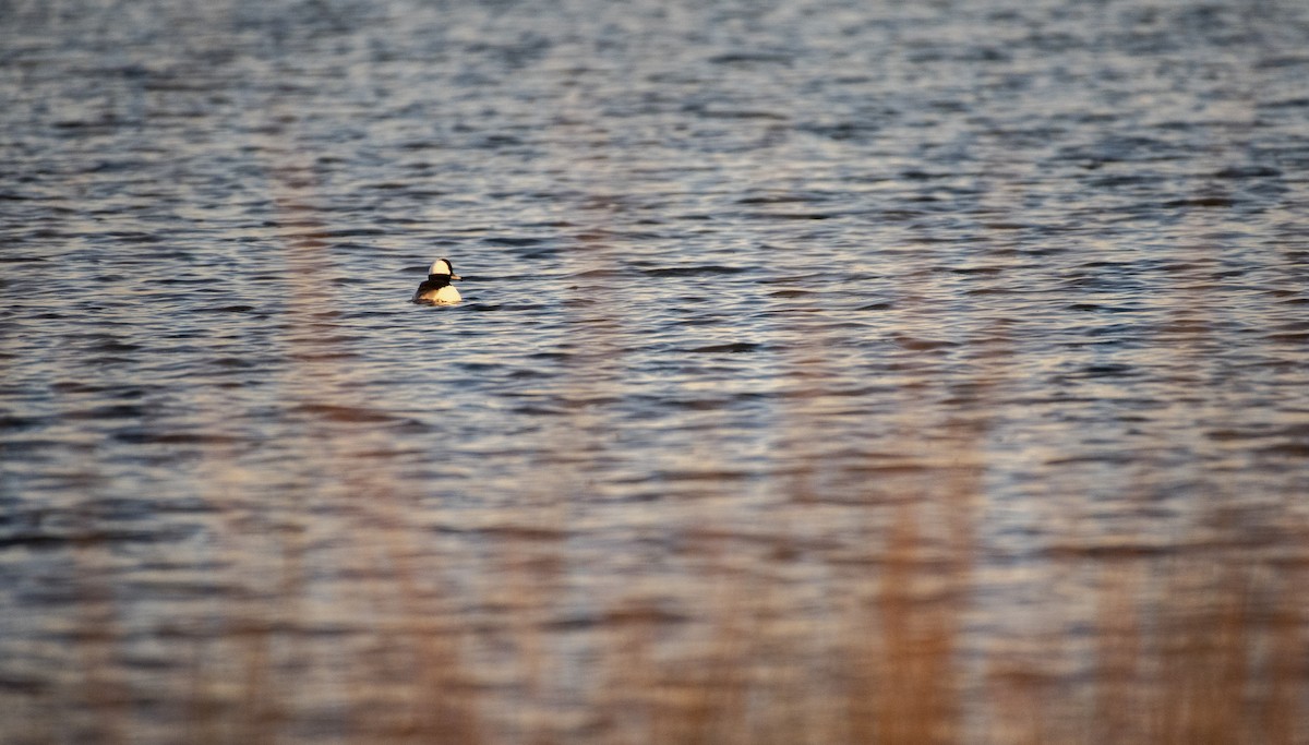 Bufflehead - ML612047275