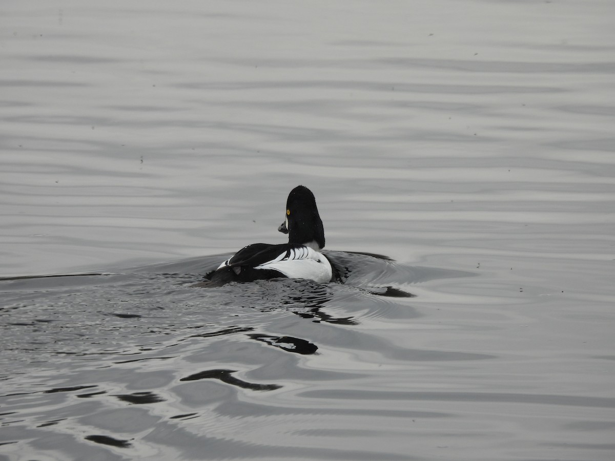 Common Goldeneye - ML612047285