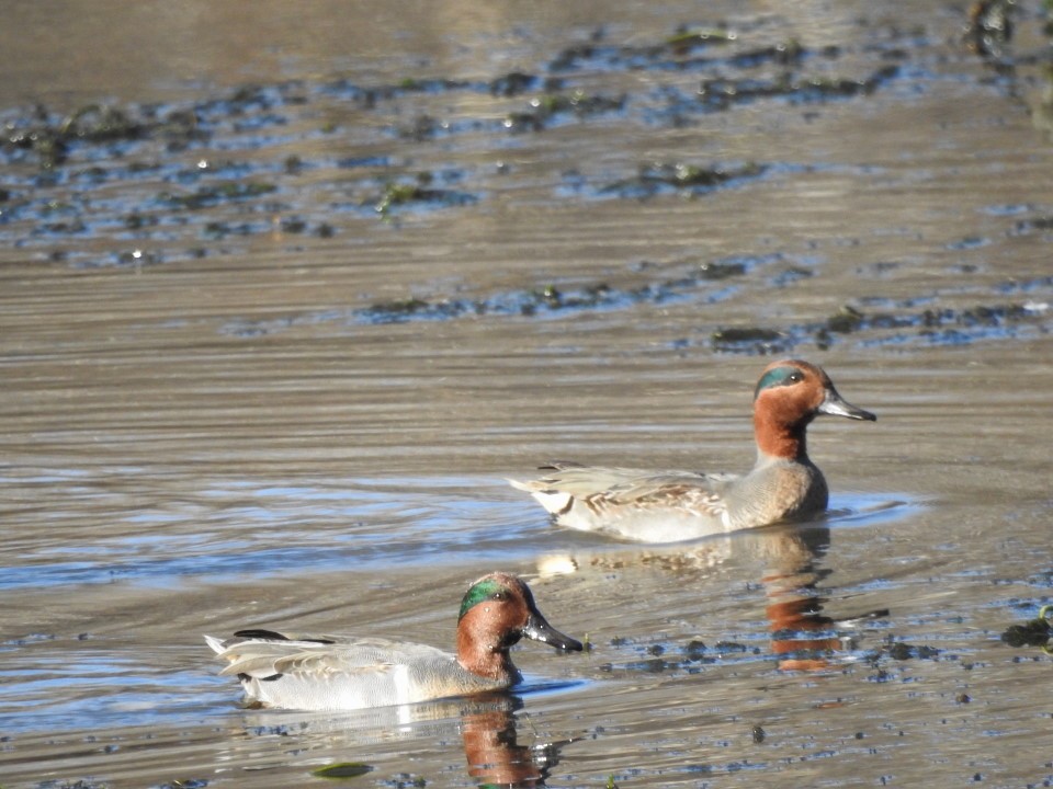 Green-winged Teal - ML612047286