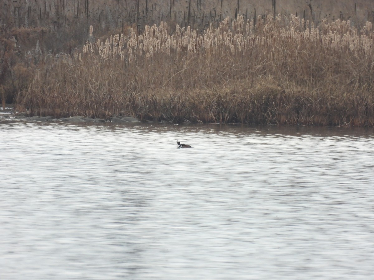 Hooded Merganser - ML612047288