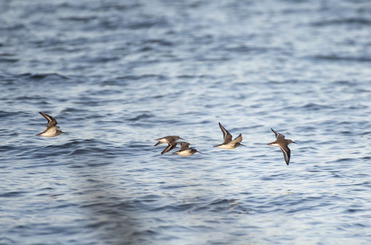 Dunlin - ML612047289