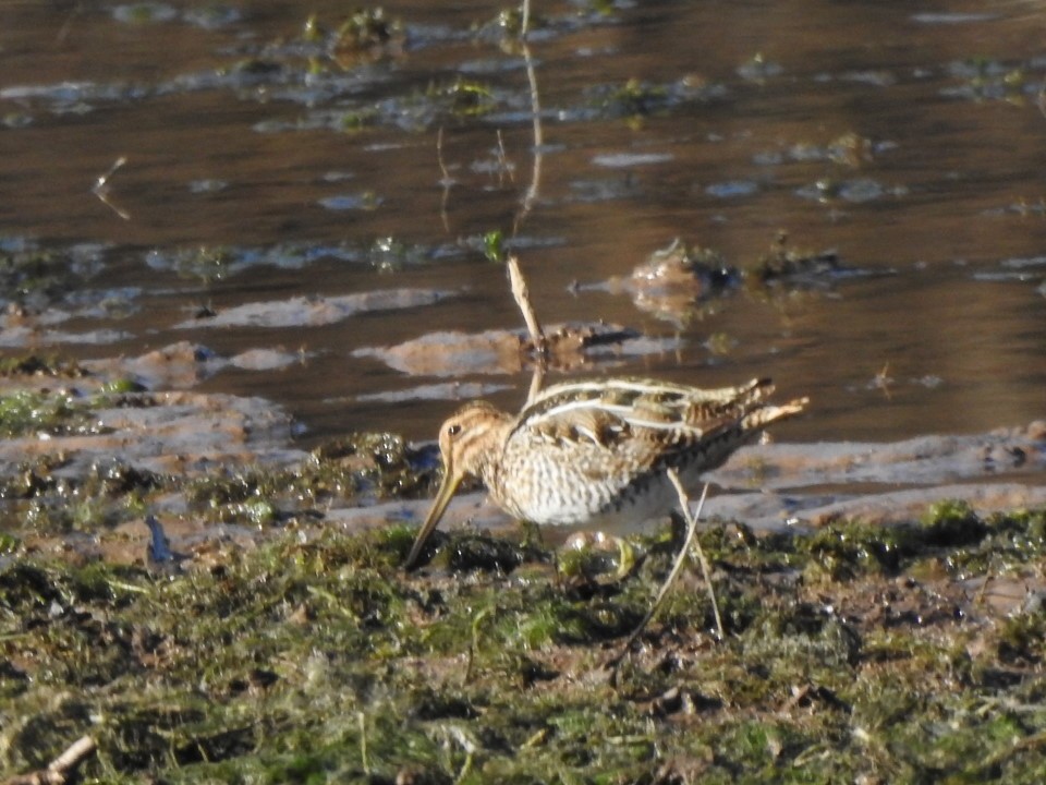 Wilson's Snipe - ML612047298