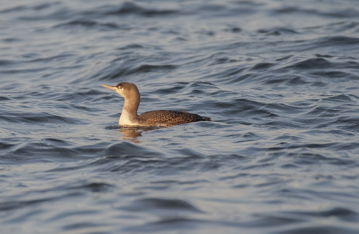 Red-throated Loon - ML612047301