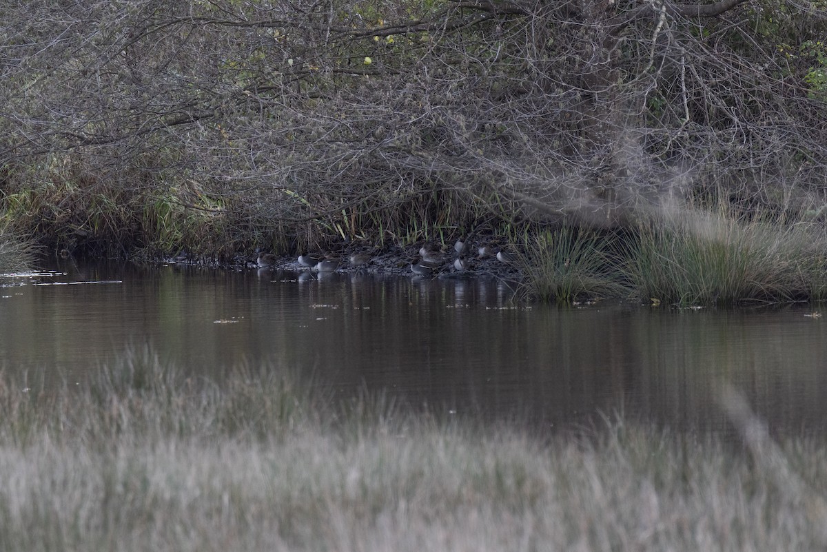 Green-winged Teal - ML612047310