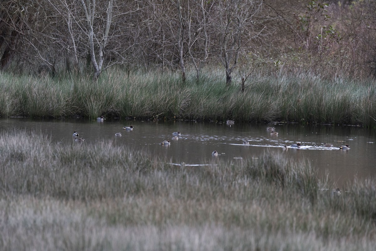 Green-winged Teal - José Alberto Ramos Flecha