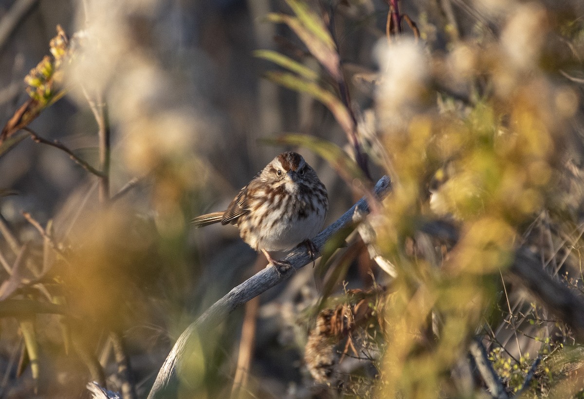 Song Sparrow - Neil DeMaster