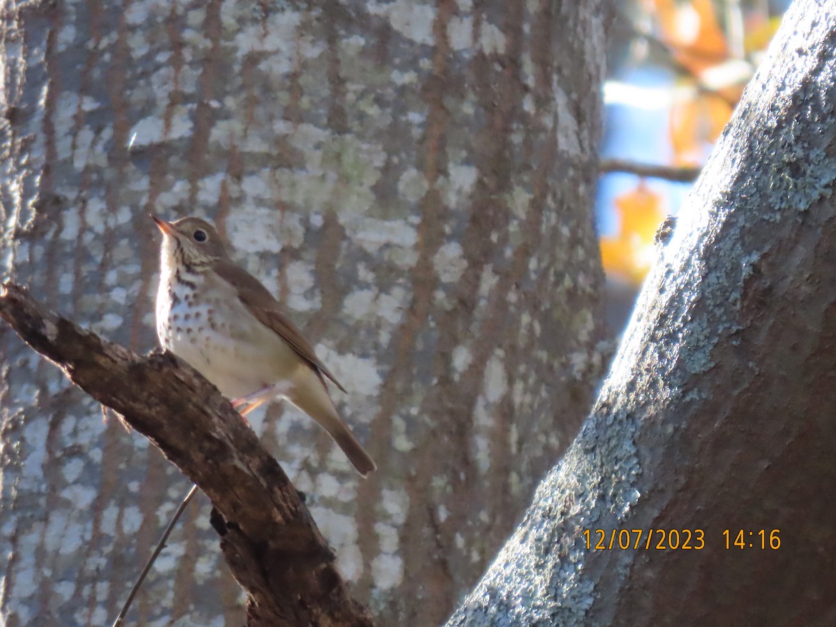 Hermit Thrush - ML612047409