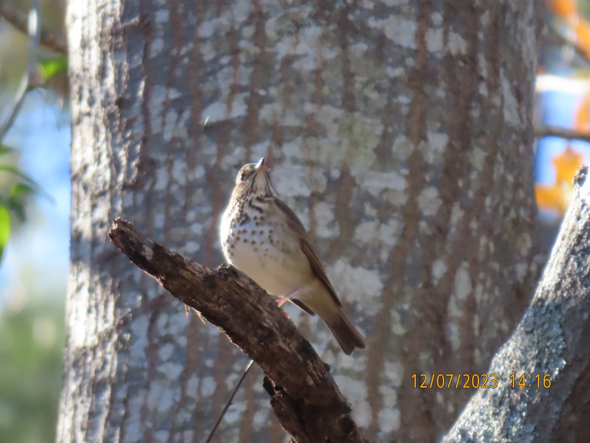 Hermit Thrush - ML612047411