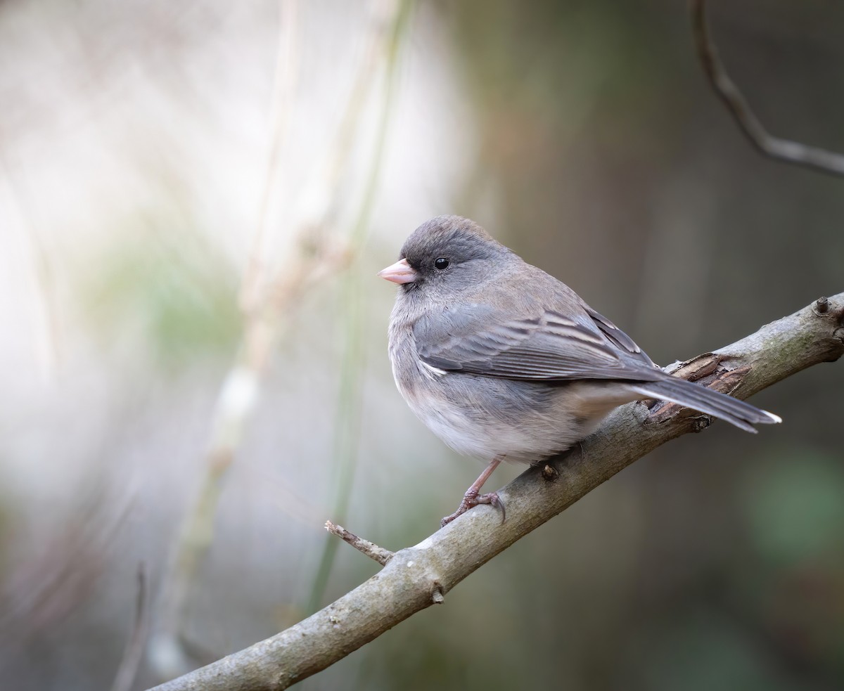 Dark-eyed Junco - ML612047426