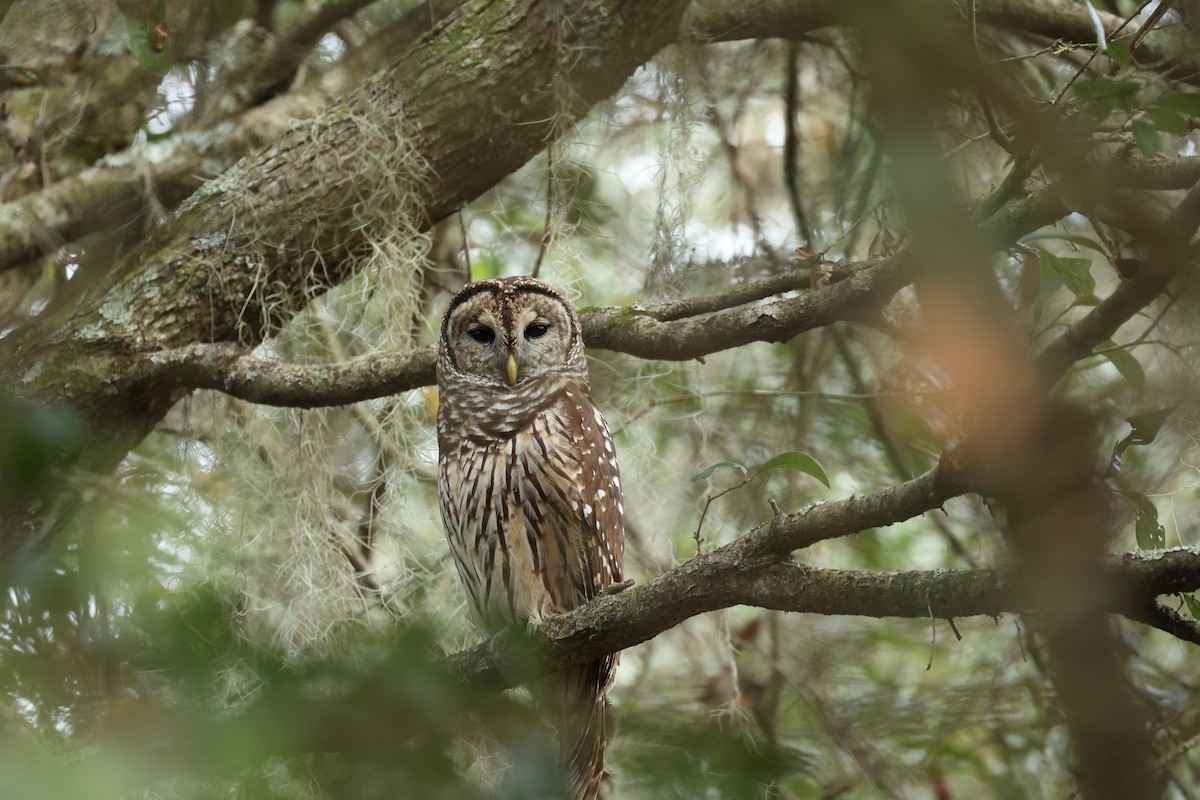 Barred Owl - ML612047436