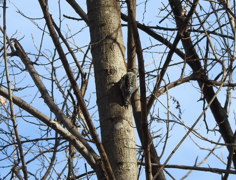 Gelbbauch-Saftlecker - ML612047438