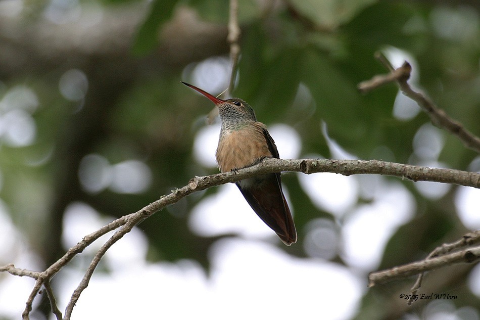 Buff-bellied Hummingbird - Earl Horn