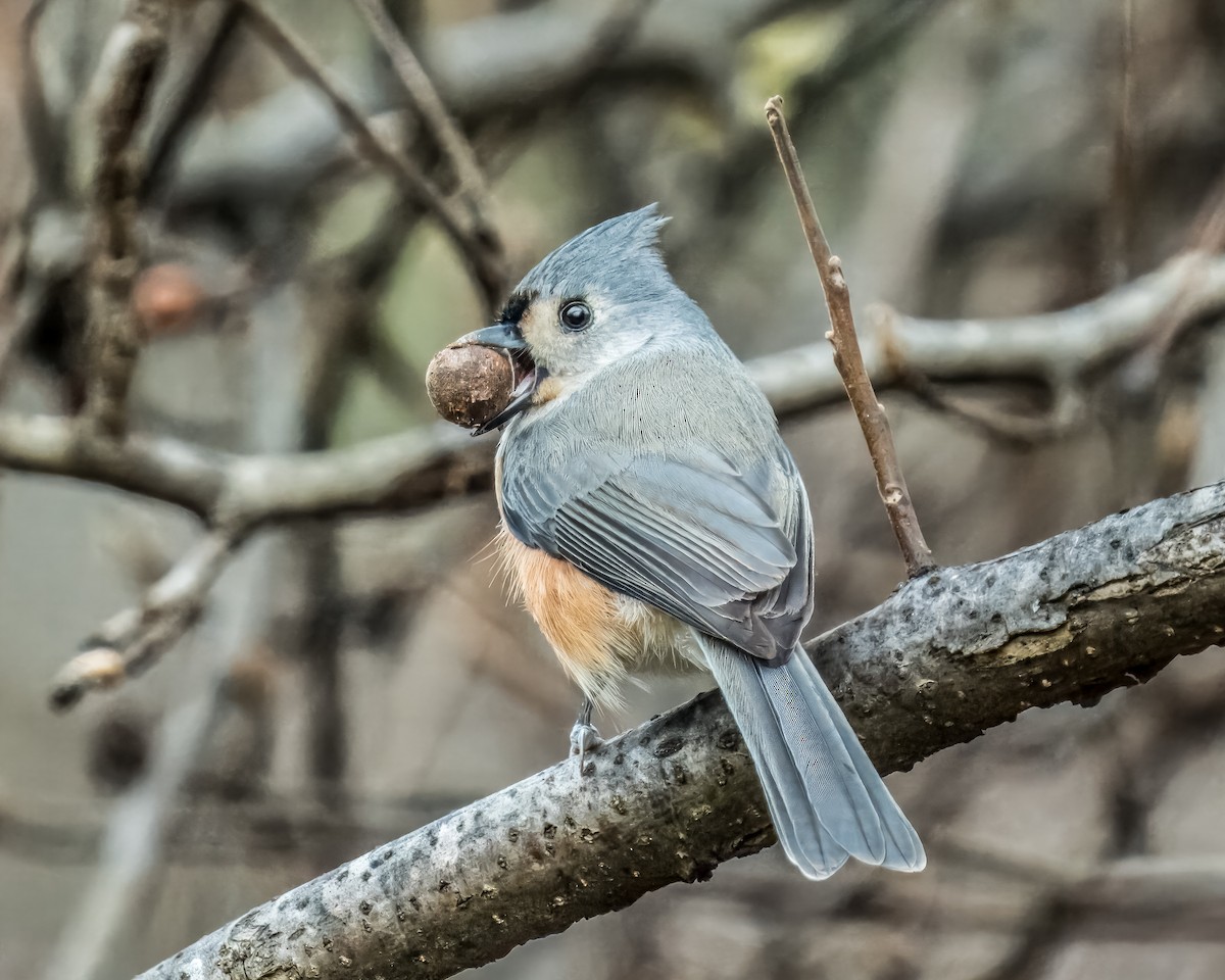 Tufted Titmouse - ML612047541