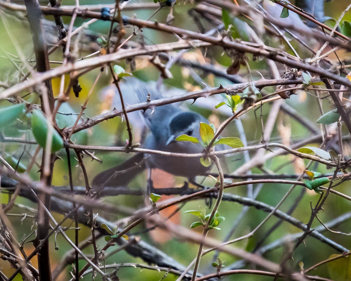 Gray Catbird - Tim Frye