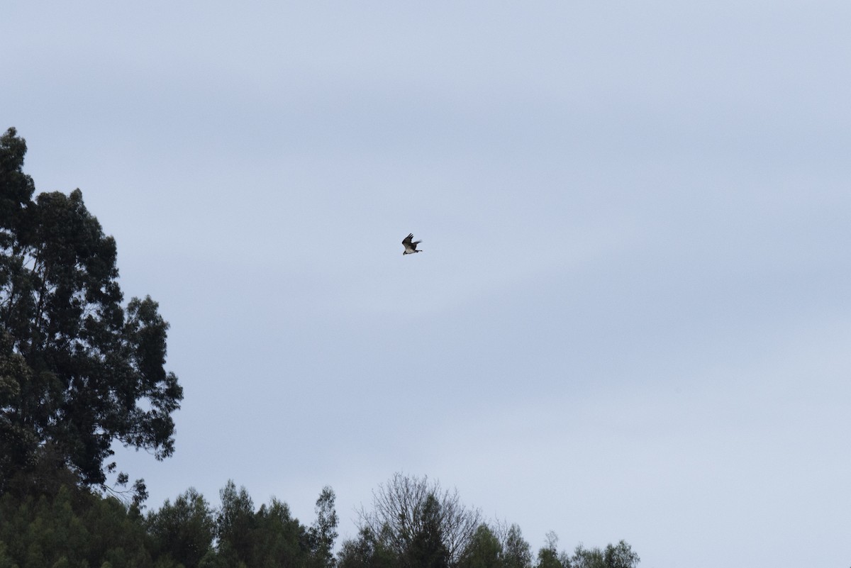 Águila Pescadora - ML612047557