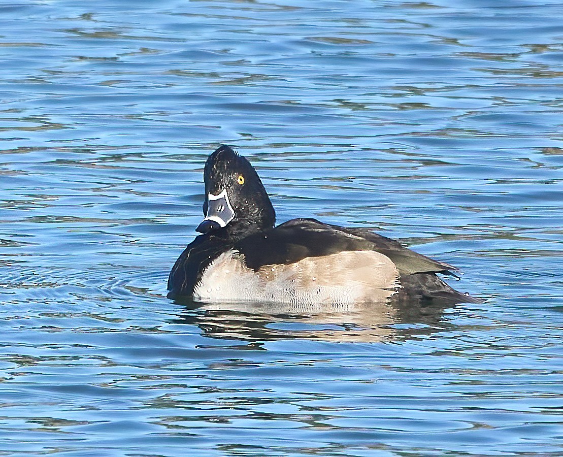 Ring-necked Duck - ML612047612