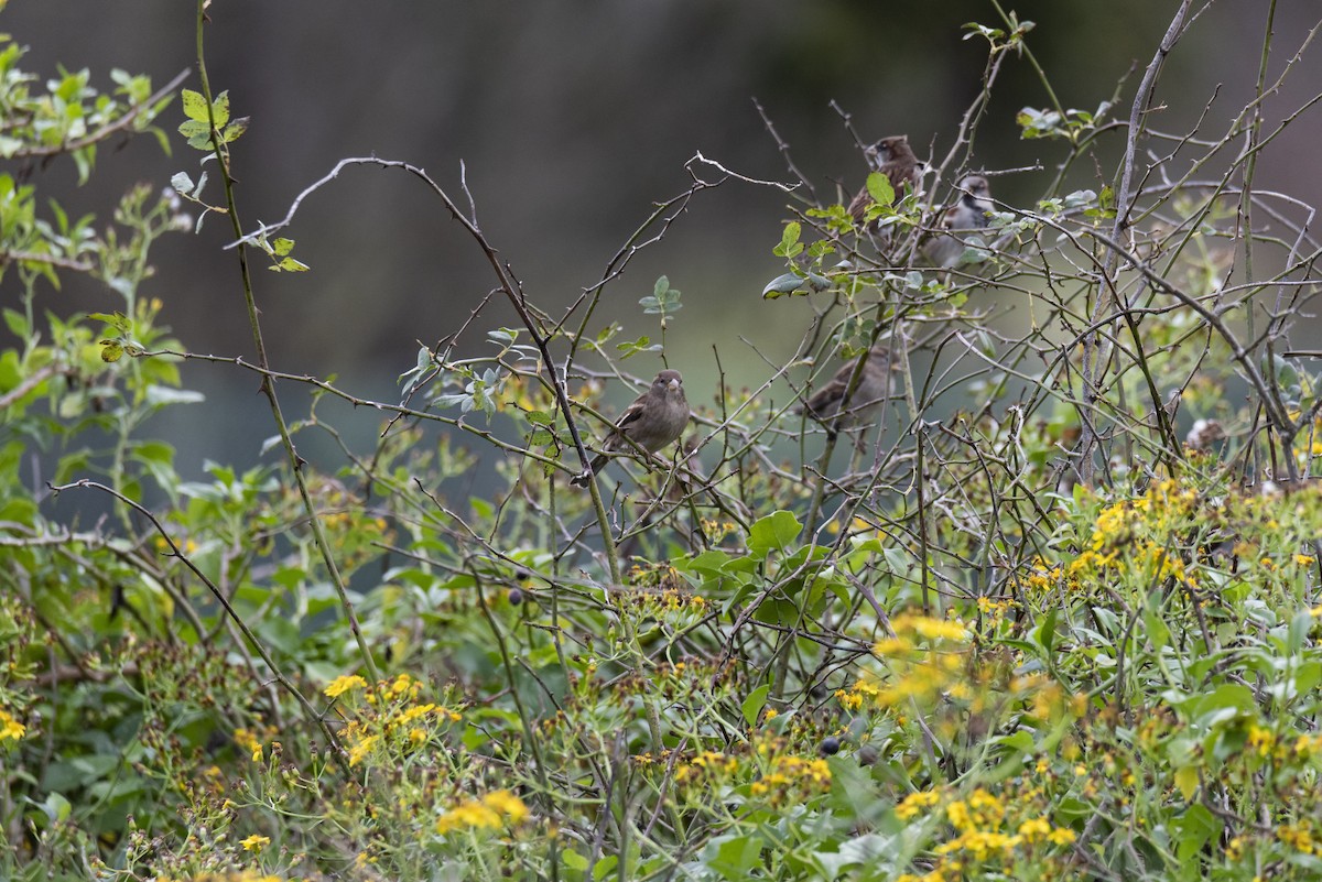 House Sparrow - ML612047663