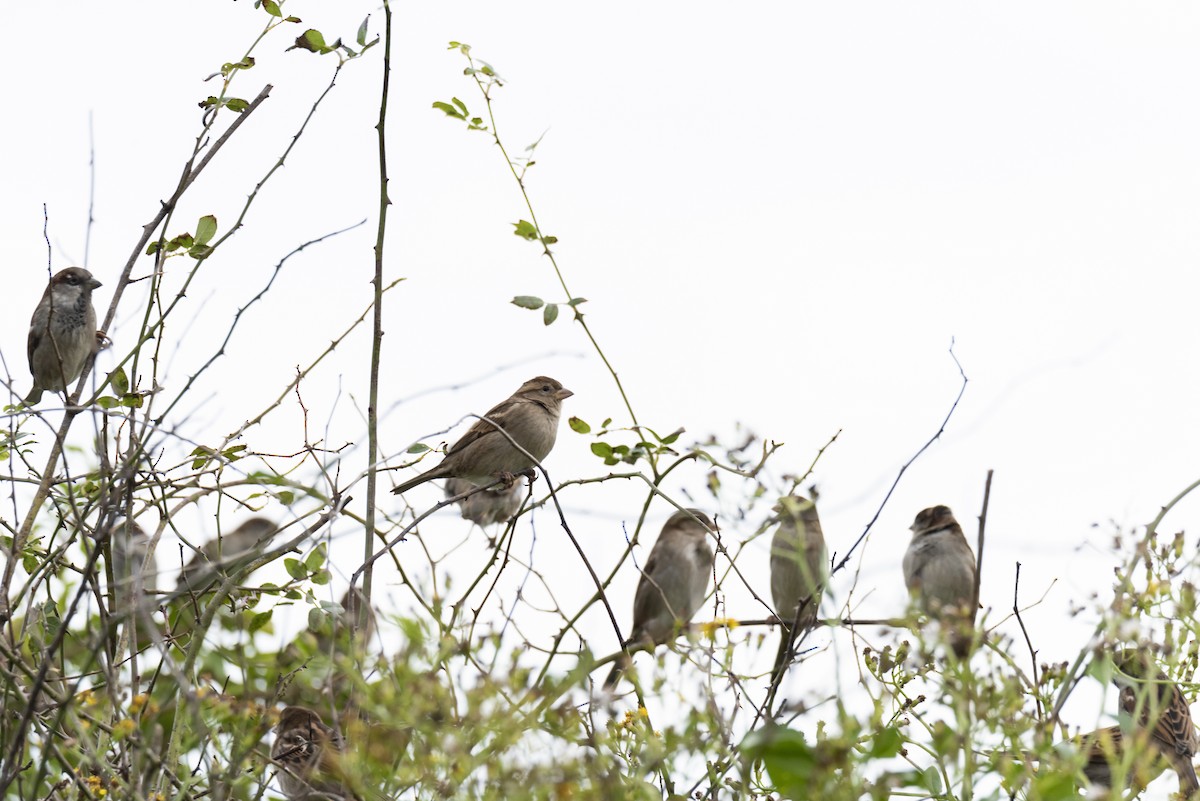 Moineau domestique - ML612047665