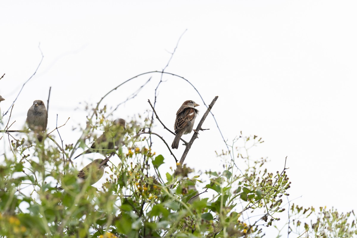 House Sparrow - José Alberto Ramos Flecha