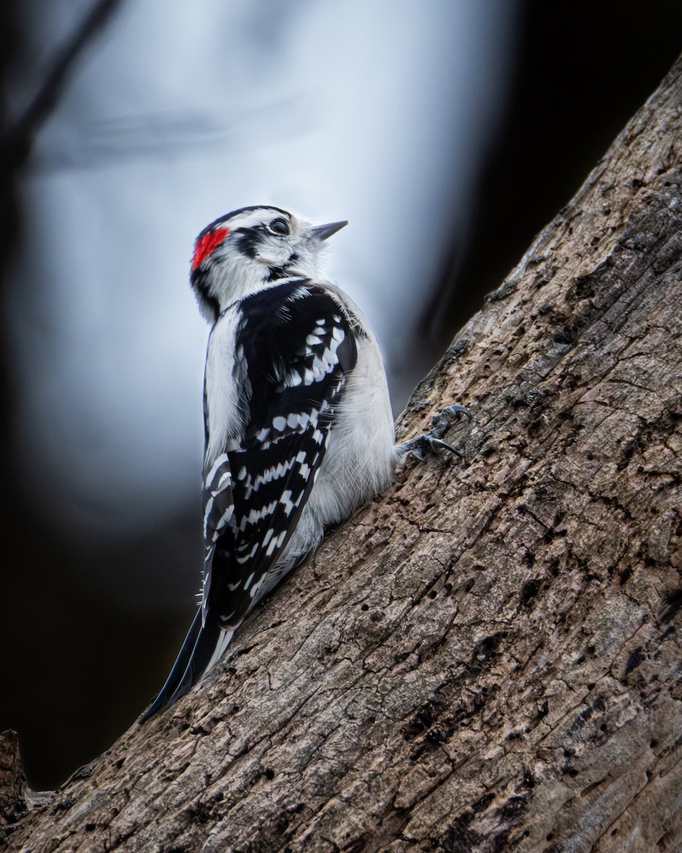 Downy Woodpecker - ML612047685