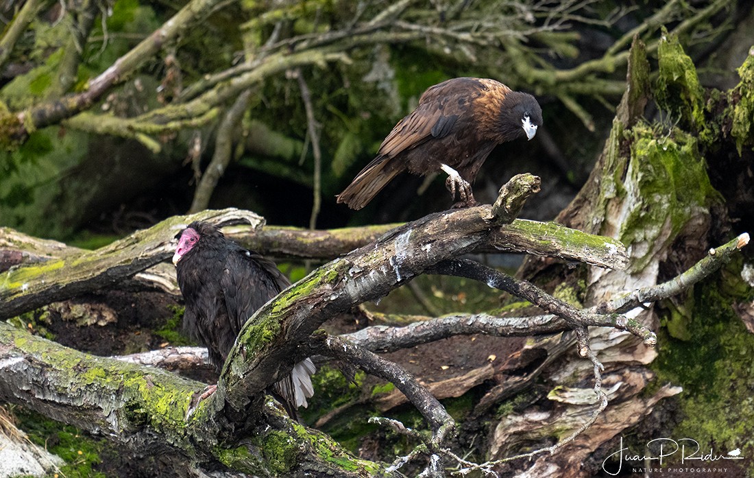 Striated Caracara - JUAN PABLO  RIDER LEGISOS