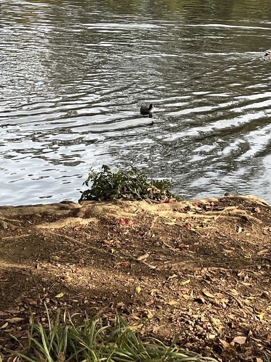 American Coot - ML612047944