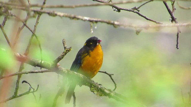 Lacrimose Mountain Tanager - ML612047973