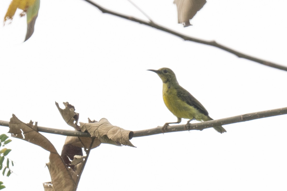 Brown-throated Sunbird - ML612047981