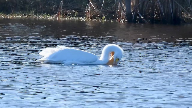 American White Pelican - ML612048025