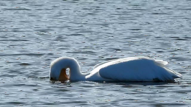 American White Pelican - ML612048038