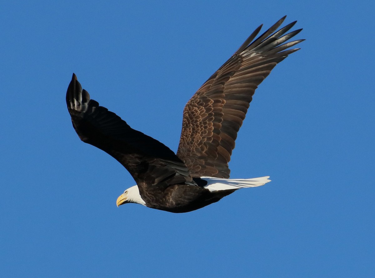 Bald Eagle - ML612048048